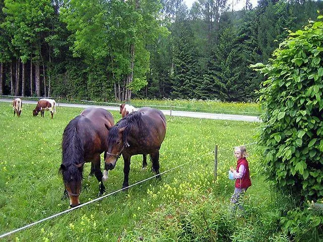 Aberseehaus Nussbaumer *